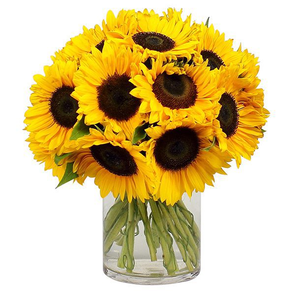 12 Sunflower in Vase | Send sunflower bouquet to Bangalore | JF