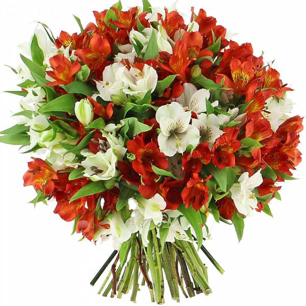 Bouquet of Red & White Alstroemeria Bouquet Red & White Alstroemeria