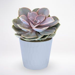 Echeveria Plant JuneFlowers.com