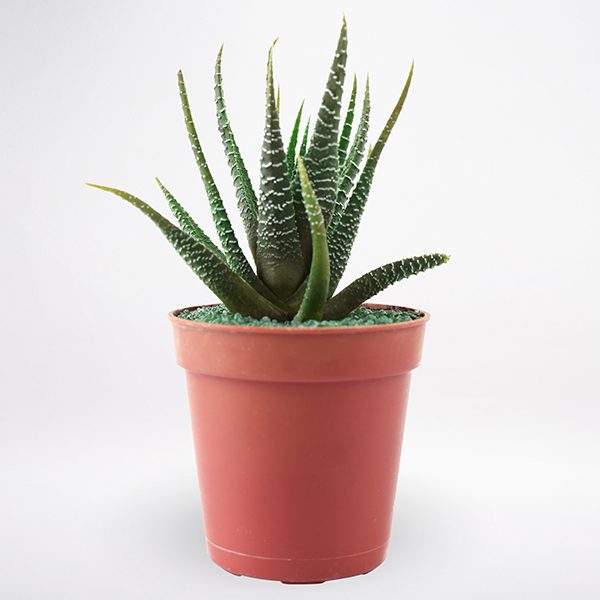 Haworthia Plant Haworthia Plant JuneFlowers.com