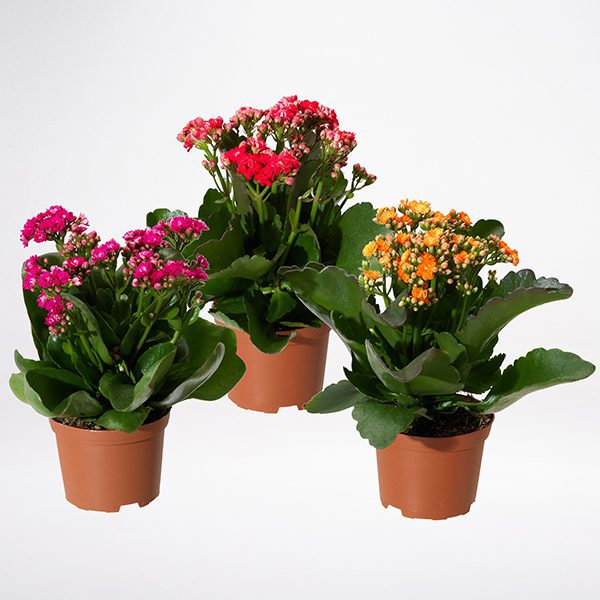 Kalanchoe Plant Kalanchoe Plant JuneFlowers.com