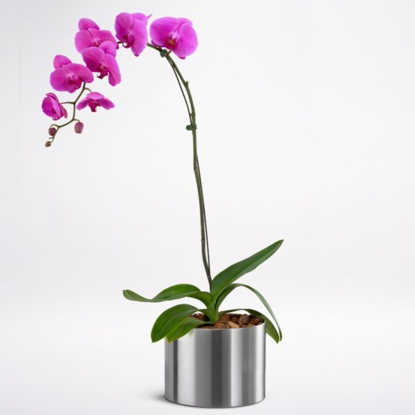 Buy Phalaenopsis Orchid | Indoor plants online Bangalore | Online Plants  Delivery | JuneFlowers