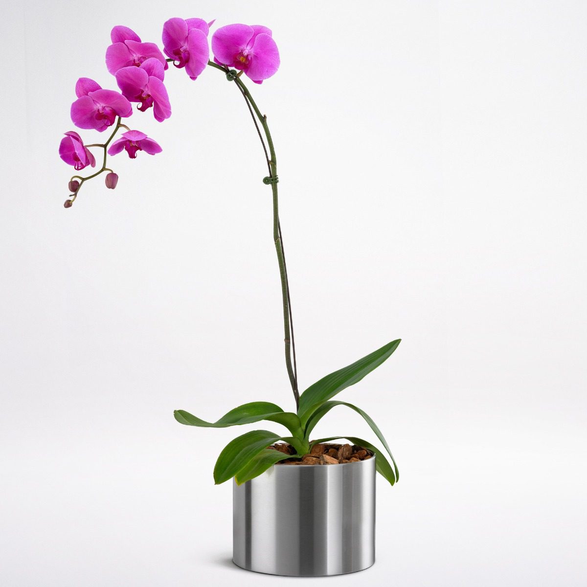 Phalaenopsis Orchid Purple Buy Phalaenopsis Orchid | Indoor plants online Bangalore | Online Plants Delivery | %sitename%