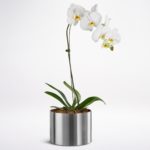 Buy Phalaenopsis Orchid | Indoor plants online Bangalore | %sitename%