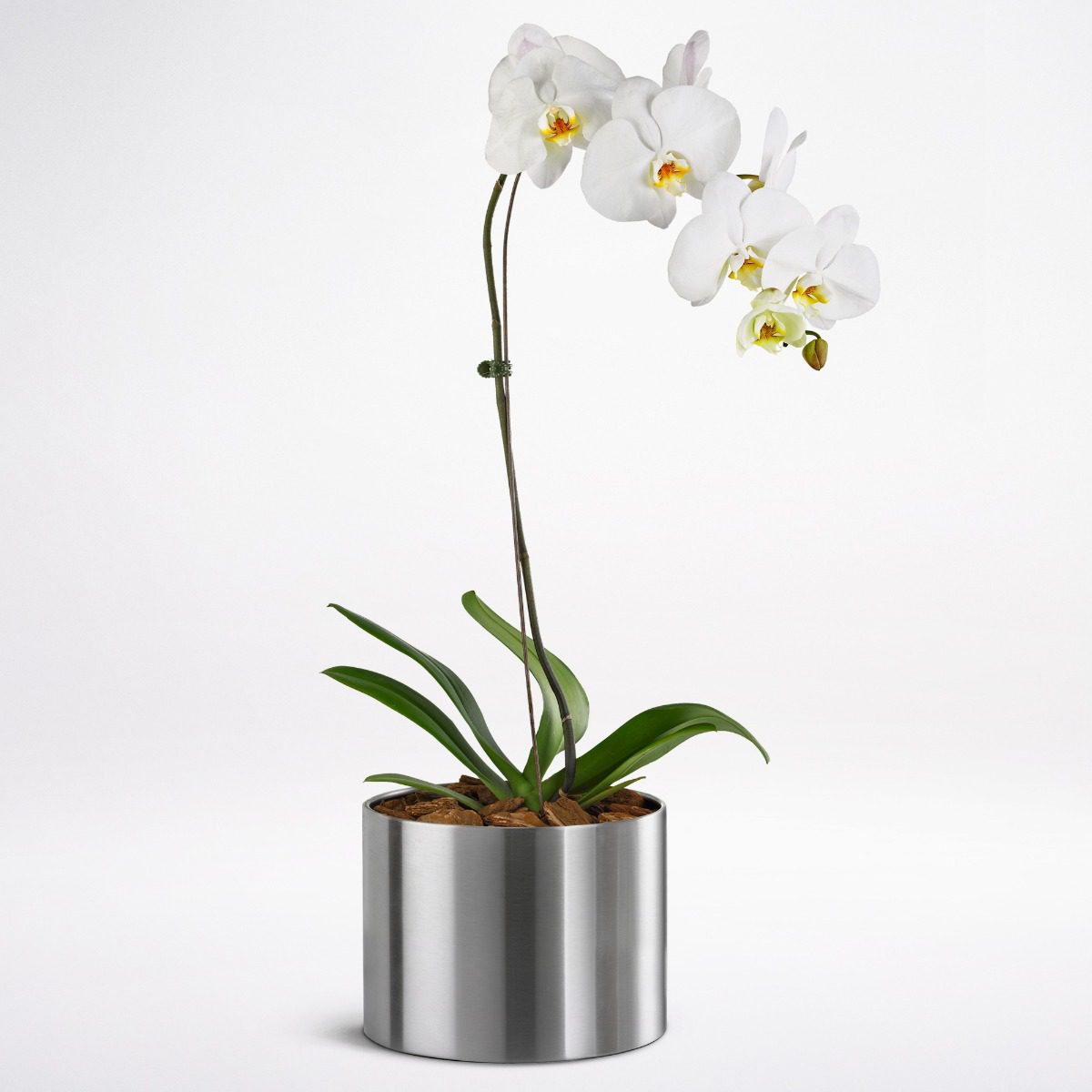 Phalaenopsis Orchid White Buy Phalaenopsis Orchid | Indoor plants online Bangalore | %sitename%