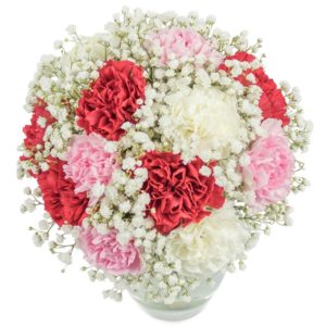 The best Carnation Flowers | Online Flowers Delivery in Bangalore | JuneFlowers.com