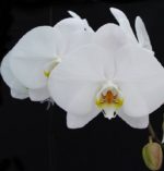 phalaenopsis_1