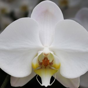 Phalaenopsis Orchid White JuneFlowers.com