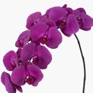 Phalaenopsis Orchid Purple JuneFlowers.com
