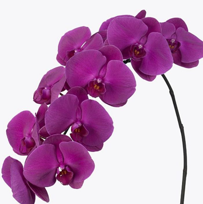 phalaenopsis_purple Phalaenopsis Orchid Purple JuneFlowers.com