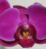 phalaenopsis_purple_2