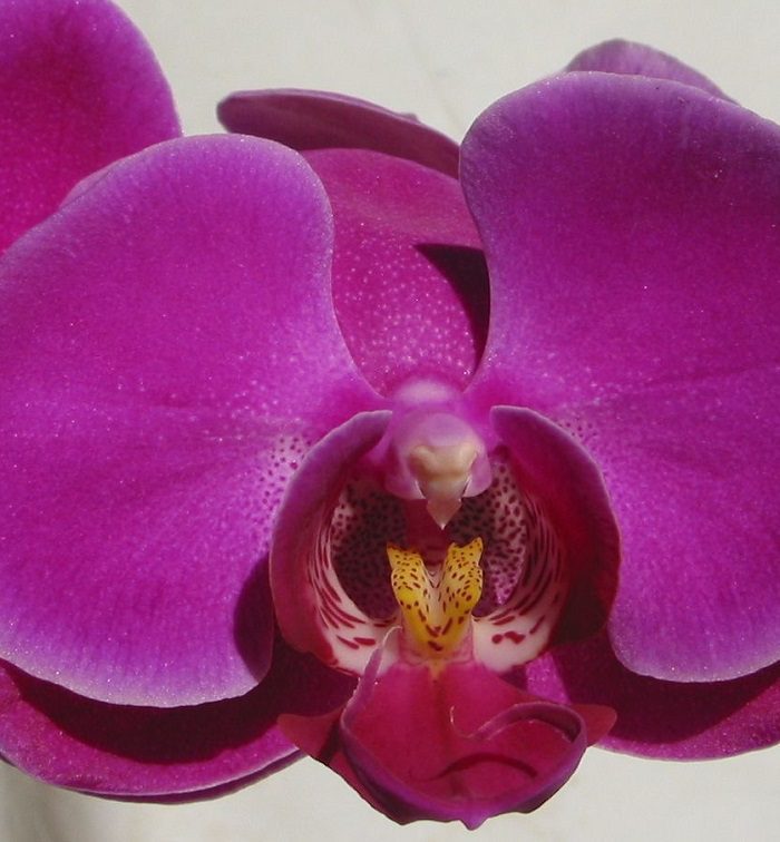 phalaenopsis_purple_2 Phalaenopsis Orchid Purple JuneFlowers.com