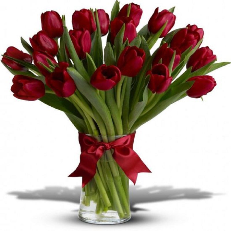 Beautiful red tulip vase - hand-tied with a red ribbon and placed in a cylindrical glass vase