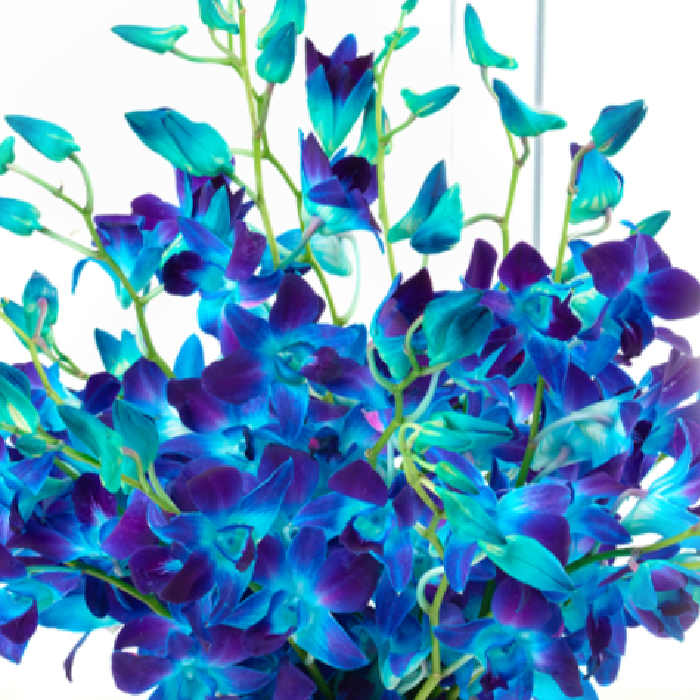 captivating_blue_orchids Captivating Blue Orchids | Juneflowers.com