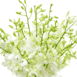 Captivating White Orchid