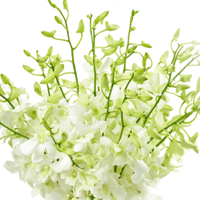 Captivating White Orchid Captivating White Orchid - White Orchid Bouquet | June flowers