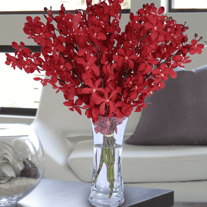 dazzling-red-mokara Dazzling Red Mokara - Online Orchids Delivery | Juneflowers.com