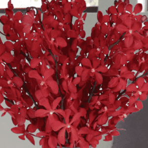 Dazzling Red Mokara | Juneflowers.com