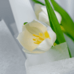 Single Tulip1