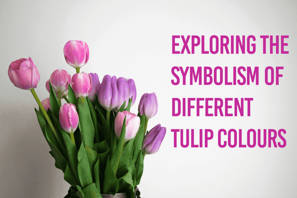 Shop Tulips Online The Meaning Behind the Bloom | Juneflowers.com