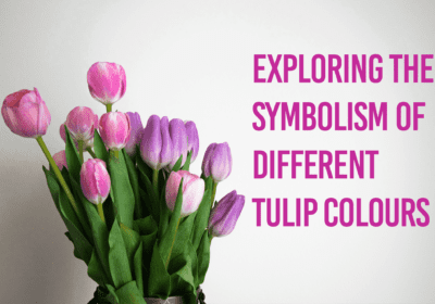 Shop Tulips Online The Meaning Behind the Bloom | Juneflowers.com