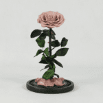 The Rose Eternal - Preserved Rose