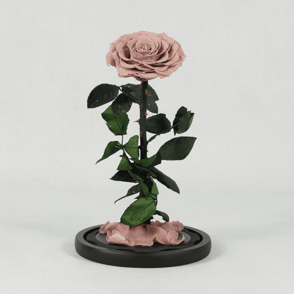 The Rose Eternal - Preserved Rose The Rose Eternal - Preserved Rose : Explore Preserved Roses in Bangalore | Order Now at June Flowers
