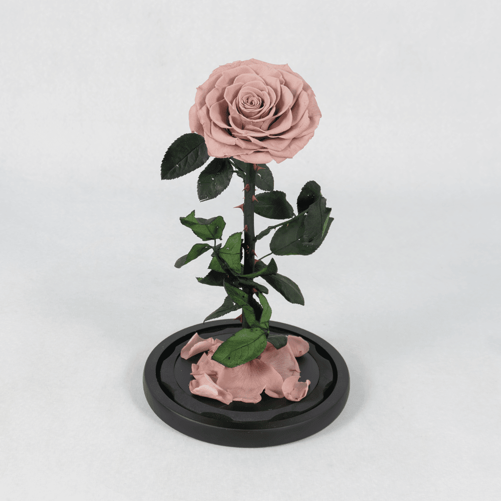 The Rose Eternal - Preserved Rose The Rose Eternal - Preserved Rose : Explore Preserved Roses in Bangalore | Order Now at June Flowers