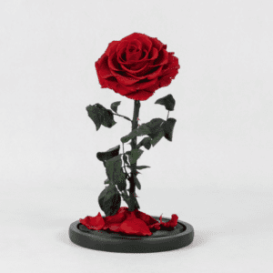 Blood Moon- Preserved Rose : Explore Preserved Flower in Bangalore | Order Now at June Flowers