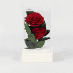 Ruby Radiance - Preserved Rose