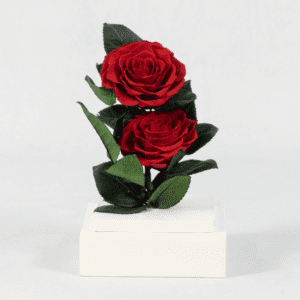 Ruby Radiance - Preserved Rose : Explore Preserved Roses in Bangalore | Order Now at June Flowers