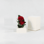Ruby Radiance - Preserved Rose