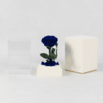 Bluebird's Melody - Preserved Rose