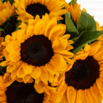 Summer's Promise