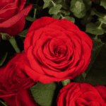 Scarlet Embrace 7 Red Rose Bouquet2