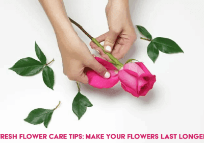 Fresh flower care tips guide showing simple ways to make flowers last longer in a vase