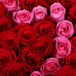 red-pink-roses-valentines-heart-box (5)